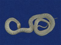 藏品(草花蛇)的圖片